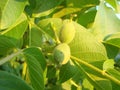 green walnuts from the side on a branch of a walnut tree. Copy space above and below the green walnuts Royalty Free Stock Photo