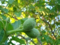 green walnuts from the side on a branch of a walnut tree. Copy space above and below the green walnuts Royalty Free Stock Photo