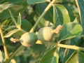 green walnuts from the side on a branch of a walnut tree. Copy space above and below the green walnuts Royalty Free Stock Photo