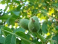 green walnuts from the side on a branch of a walnut tree. Copy space above and below the green walnuts Royalty Free Stock Photo