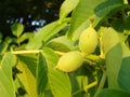 green walnuts from the side on a branch of a walnut tree. Copy space above and below the green walnuts Royalty Free Stock Photo