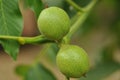 Green walnuts on tree