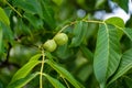 Green walnuts on a tree branch. Fresh spring leaves. Green walnut brunch with unripe fruits in the garden. Royalty Free Stock Photo