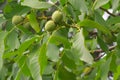 Green walnuts on the tree Royalty Free Stock Photo