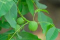 Green walnuts on the tree Royalty Free Stock Photo