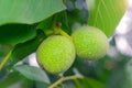 Green walnuts on the tree Royalty Free Stock Photo