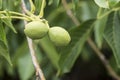 Green walnuts in tree Royalty Free Stock Photo