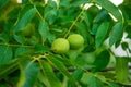 Green walnuts on the tree. Selective focus. Royalty Free Stock Photo