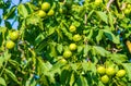Green walnuts on the tree. Selective focus. Royalty Free Stock Photo