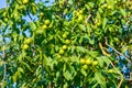 Green walnuts on the tree. Selective focus. Royalty Free Stock Photo