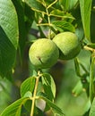 Green walnuts in the tree Royalty Free Stock Photo