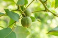 Green walnuts on the tree Royalty Free Stock Photo