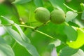 Green walnuts on the tree Royalty Free Stock Photo