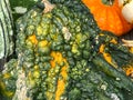 Green warts on a pumpkin with some other pumpkins in the background