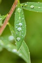 Green with water bubble