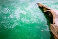 Green water with a dead tree sinking