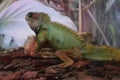 Green Water Dragon. Chinese Water Dragon. Physignathus cocincinus Royalty Free Stock Photo