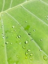 green water droplet  leaf tiny Royalty Free Stock Photo