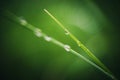 Green Water droplets dew Green leaf newborn spring