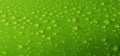 Green water drops background Royalty Free Stock Photo