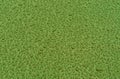 Green water drops on metal car surface. Royalty Free Stock Photo