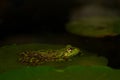 Edible frog Pelophylax kl. esculentus