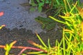 Green water frog Rana lessonae , close up, selective focus on head. Pool frog Pelophylax lessonae in blurred grass Royalty Free Stock Photo