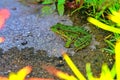 Green water frog Rana lessonae , close up, selective focus on head. Pool frog Pelophylax lessonae in blurred grass Royalty Free Stock Photo