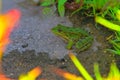 Green water frog Rana lessonae , close up, selective focus on head. Pool frog Pelophylax lessonae in blurred grass Royalty Free Stock Photo