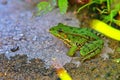 Green water frog Rana lessonae , close up, selective focus on head. Pool frog Pelophylax lessonae in blurred grass Royalty Free Stock Photo