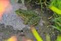 Green water frog Rana lessonae , close up, selective focus on head. Pool frog Pelophylax lessonae in blurred grass Royalty Free Stock Photo