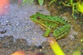 Green water frog Rana lessonae , close up, selective focus on head. Pool frog Pelophylax lessonae in blurred grass Royalty Free Stock Photo