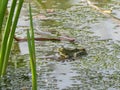 A green water frog on dense water plants in a pond Royalty Free Stock Photo