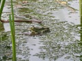 A green water frog on dense water plants in a pond Royalty Free Stock Photo