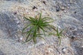 Green water grass plant on white sand Royalty Free Stock Photo