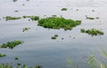 Green water hyacinth or eichhornia plant floating over the river Royalty Free Stock Photo