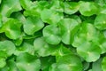 Green water hyacinth leaves Royalty Free Stock Photo