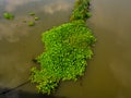 Green water hyacinth plant floating on a river Royalty Free Stock Photo