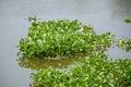 Green water hyacinth plants Royalty Free Stock Photo