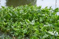 Green water hyacinth plants in river Royalty Free Stock Photo