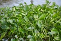 Green water hyacinth plants in river Royalty Free Stock Photo