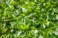 Green water hyacinth plants in river Royalty Free Stock Photo