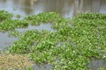 Green water hyacinth tree in river Royalty Free Stock Photo