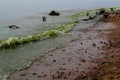 Green water in the lake. Freshwater phytoplankton