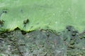 Green water in the lake. Freshwater phytoplankton. the Concept of ecology