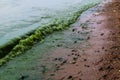 Green water in the lake. Freshwater phytoplankton