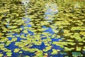 Green water lily leaves on the water surface