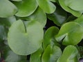 Top view of green water lily pads in the garden. Royalty Free Stock Photo