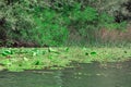 Green water lily pads on the surface of the lake Royalty Free Stock Photo