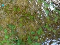 Green water moss isolated in stagnant water on the floor Royalty Free Stock Photo
